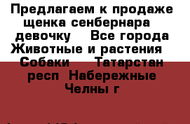 Предлагаем к продаже щенка сенбернара - девочку. - Все города Животные и растения » Собаки   . Татарстан респ.,Набережные Челны г.